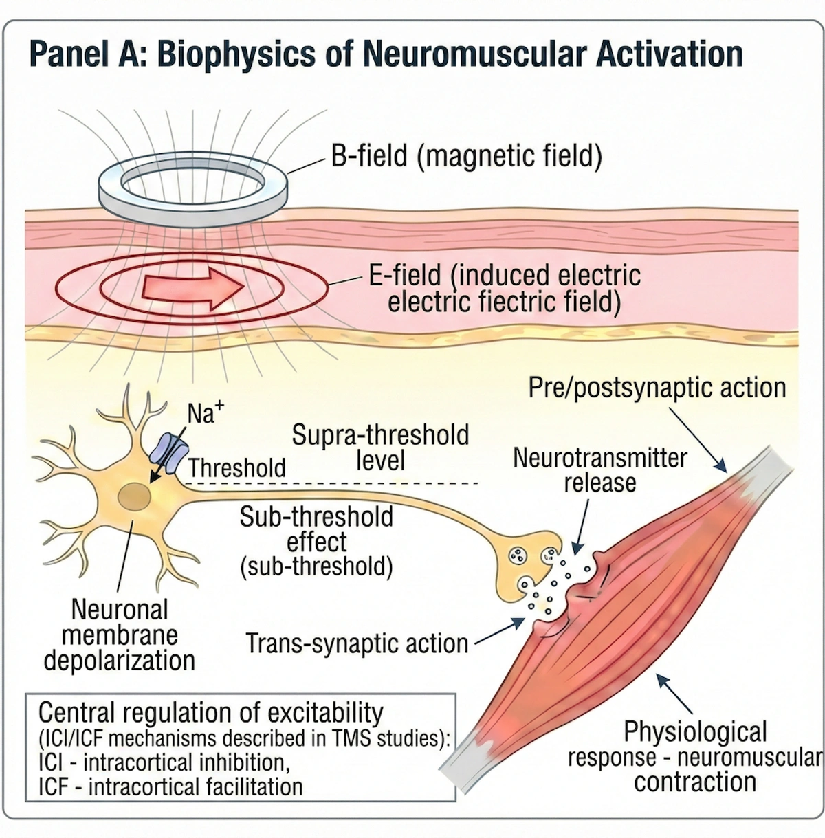 Diagram of the B→E→depolarization neuromuscular activation cascade