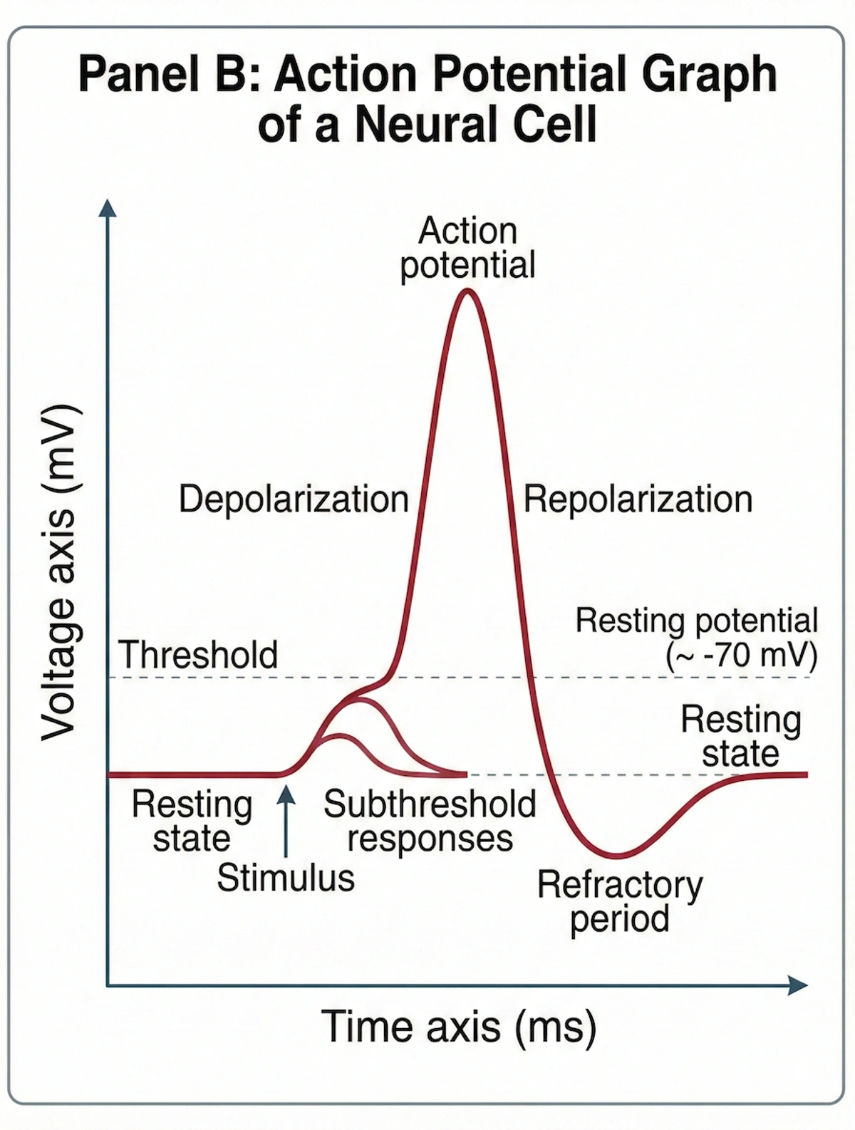 Diagram of the phases of a neuron's action potential