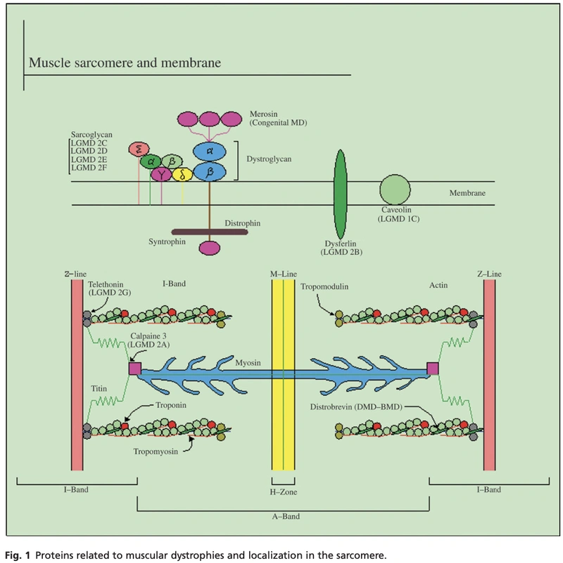Figure from the study on creatine kinase monitoring 2